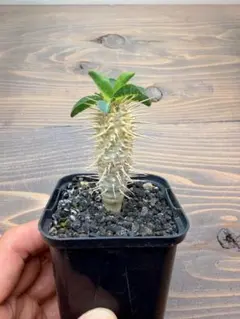 2026年最新】ギラウミニアナ 実生の人気アイテム - メルカリ