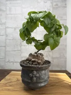 2026年最新】亀甲竜 長谷川の人気アイテム - メルカリ