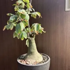 2026年最新】adeniaの人気アイテム - メルカリ