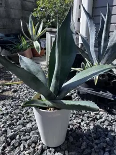 2026年最新】アガベ グリーンゴブレットの人気アイテム - メルカリ