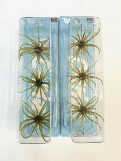 2026年最新】旧コイケの人気アイテム - メルカリ