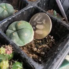 2026年最新】疣銀冠の人気アイテム - メルカリ