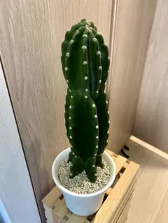 2026年最新】柱サボテン 棘なしの人気アイテム - メルカリ