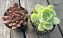 2026年最新】ピーチプリデ 多肉の人気アイテム - メルカリ