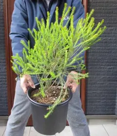 2026年最新】ヒースバンクシアの人気アイテム - メルカリ