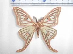 2026年最新】イザベラミズアオの人気アイテム - メルカリ