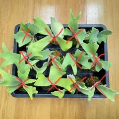 2026年最新】月光爪哇の人気アイテム - メルカリ