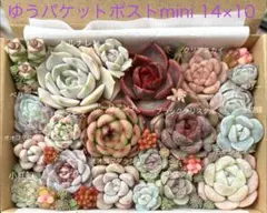 2026年最新】ルナレン多肉植物の人気アイテム - メルカリ