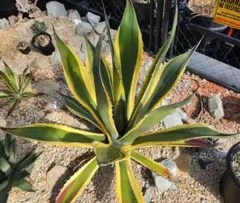 2026年最新】サルミアナの人気アイテム - メルカリ