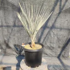 2026年最新】ブラヘアアルマータの人気アイテム - メルカリ