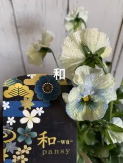 2026年最新】フェデネージュの人気アイテム - メルカリ