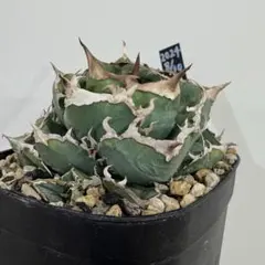 2026年最新】冰雹 アガベの人気アイテム - メルカリ