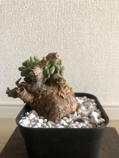 2026年最新】ピグマエア ケラリアの人気アイテム - メルカリ