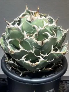 2026年最新】姫厳竜の人気アイテム - メルカリ