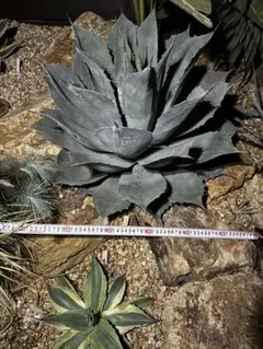 2026年最新】アガベ モンタナの人気アイテム - メルカリ