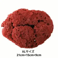 2026年最新】パイプオルガンサンゴの人気アイテム - メルカリ