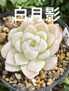 2026年最新】多肉植物 苗の人気アイテム - メルカリ