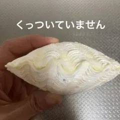 2026年最新】シャコガイ 貝殻の人気アイテム - メルカリ