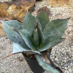 2026年最新】アガベ モンタナの人気アイテム - メルカリ