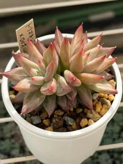 2026年最新】ミソップ苗の人気アイテム - メルカリ