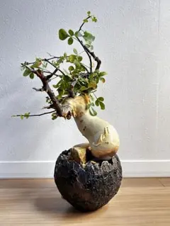 2026年最新】コミフォラカタフの人気アイテム - メルカリ