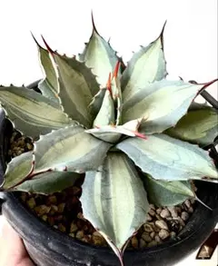 2026年最新】アガベ パリー 大株の人気アイテム - メルカリ