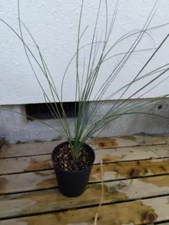 2026年最新】クサントロエア ブラックボーイの人気アイテム - メルカリ