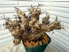 2026年最新】チレコドン レティキュラータスの人気アイテム - メルカリ