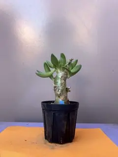 2026年最新】チレコドン レティキュラータスの人気アイテム - メルカリ