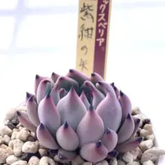 2026年最新】おらいさん苗 紫紺の矢の人気アイテム - メルカリ