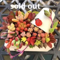 2026年最新】多肉寄せ植えそのまま飾れるの人気アイテム - メルカリ