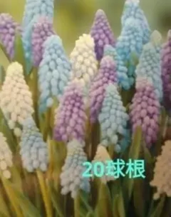 2026年最新】ムスカリ 球根 ミックスの人気アイテム - メルカリ