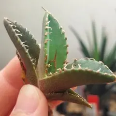 2026年最新】アガベ チタノタ ボールの人気アイテム - メルカリ