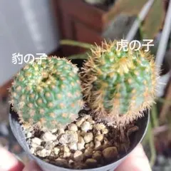 2026年最新】フライレア 豹の子の人気アイテム - メルカリ