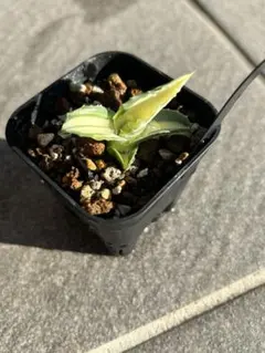 2026年最新】アガベアウェイクニングエンジェルの人気アイテム - メルカリ