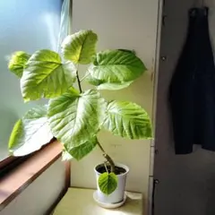 2026年最新】ウンベラータ 斑入りの人気アイテム - メルカリ