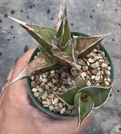 2026年最新】サンスベリア ピングイキュラの人気アイテム - メルカリ