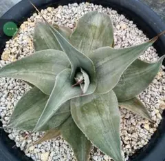 2026年最新】アガベ パラサナ ハイブリッドの人気アイテム - メルカリ