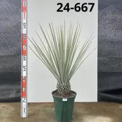 2026年最新】ユッカ リギダの人気アイテム - メルカリ