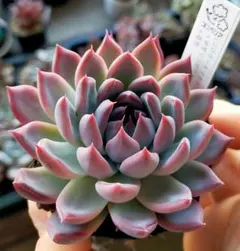 2026年最新】中里リンゼアナ 札の人気アイテム - メルカリ