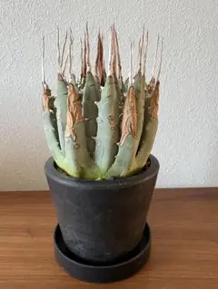 2026年最新】エボリスピナ陽炎の人気アイテム - メルカリ