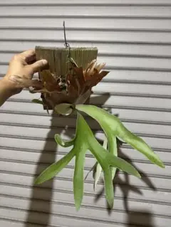 2026年最新】ポールホワイターの人気アイテム - メルカリ