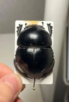 2026年最新】フンコロガシ 標本の人気アイテム - メルカリ