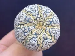 2026年最新】スーパー兜の人気アイテム - メルカリ