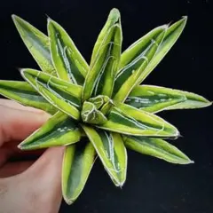 2026年最新】アガベ 笹の雪 氷山の人気アイテム - メルカリ