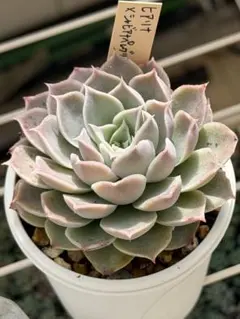 2026年最新】ミソップ苗の人気アイテム - メルカリ