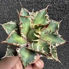 2026年最新】レッドキャットウィーズルの人気アイテム - メルカリ