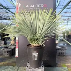 2026年最新】ロストラータ 分頭の人気アイテム - メルカリ