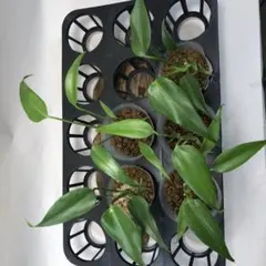 2026年最新】バールマルクス モンステラの人気アイテム - メルカリ