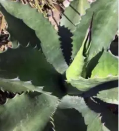 2026年最新】アガベ ブルーベルジャイアントの人気アイテム - メルカリ